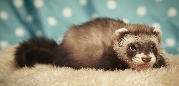 Nice ferret baby