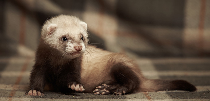 Posing ferret on blanket