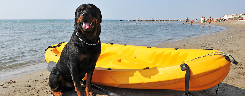 Rottweiler on the beach