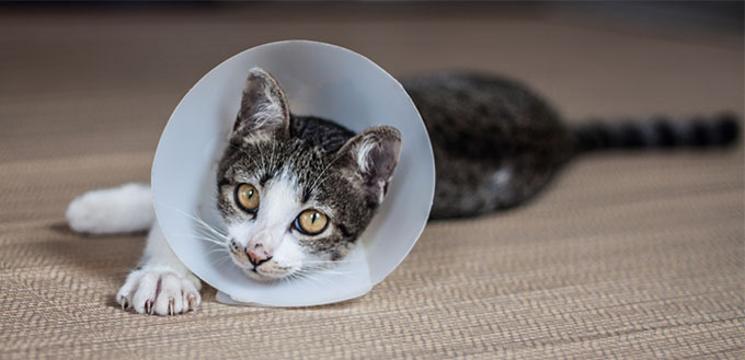 Siamese cat in a collar