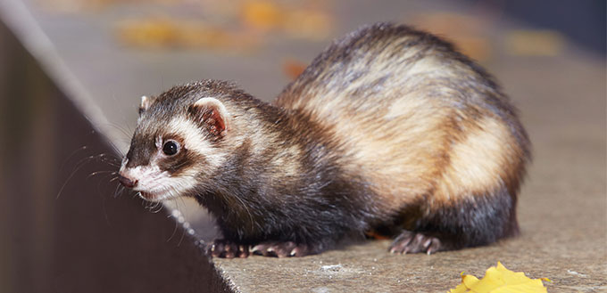 Standard color ferret