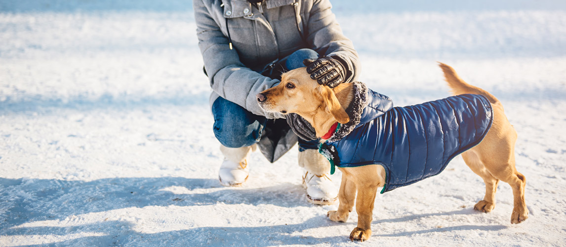 The-Best-Dog-Winter-Coats