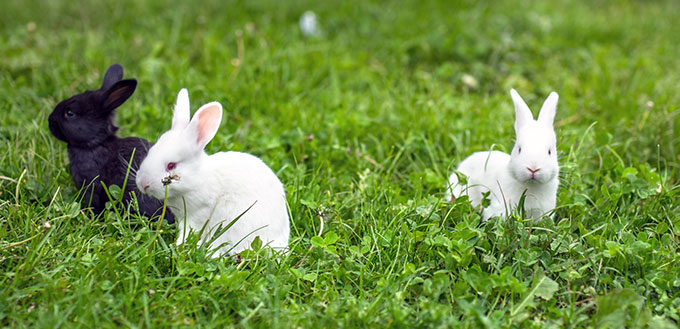 Three baby rabbits