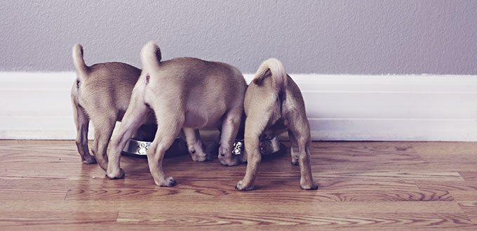 Three pug puppies