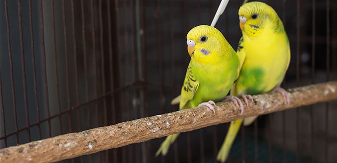 Two Budgie Birds