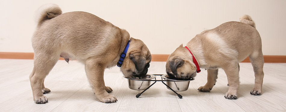 Two Pug Puppies