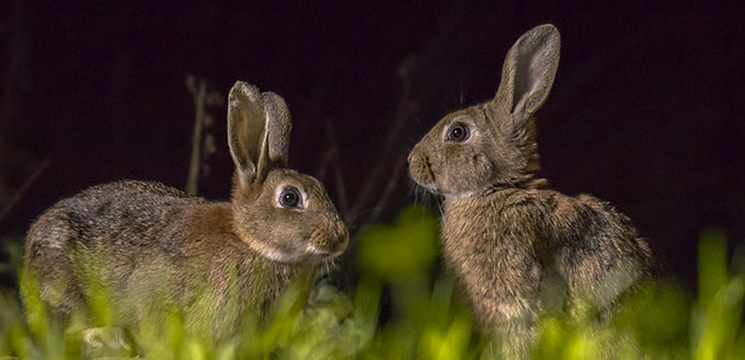 Two rabbits in the dark