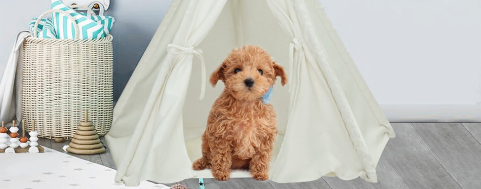 The Best Dog Teepee Beds in 2022 | My Pet Needs That