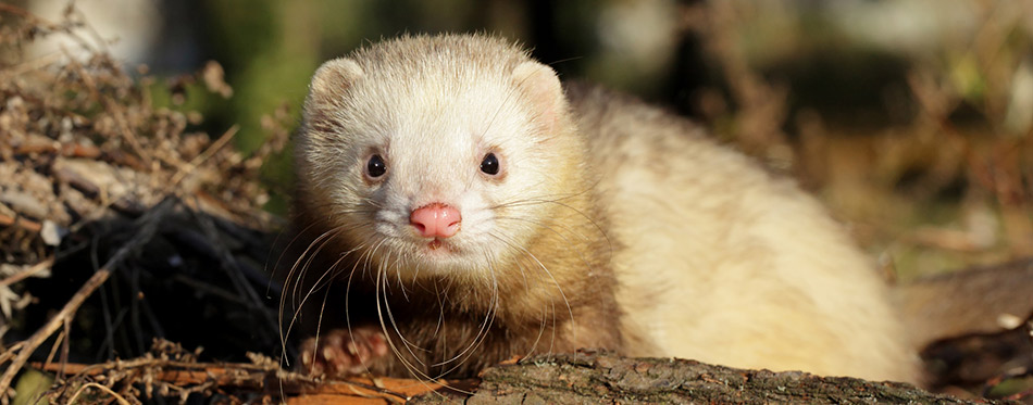 White Ferret