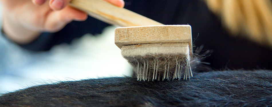 Young woman is combing her dog with a brush