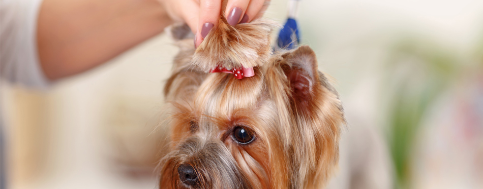 accessorize dog hair