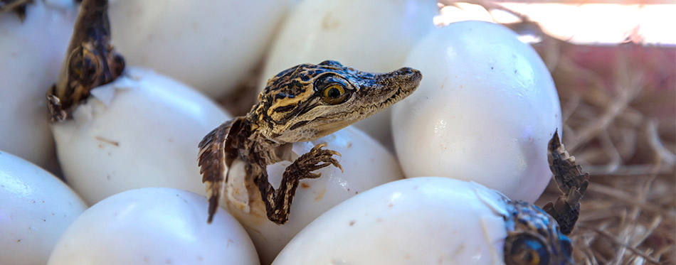 baby crocodiles are hatching from eggs