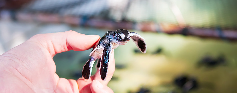 baby turtle in humans hands