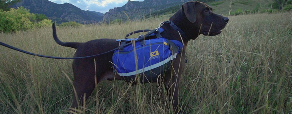 backpack for dogs