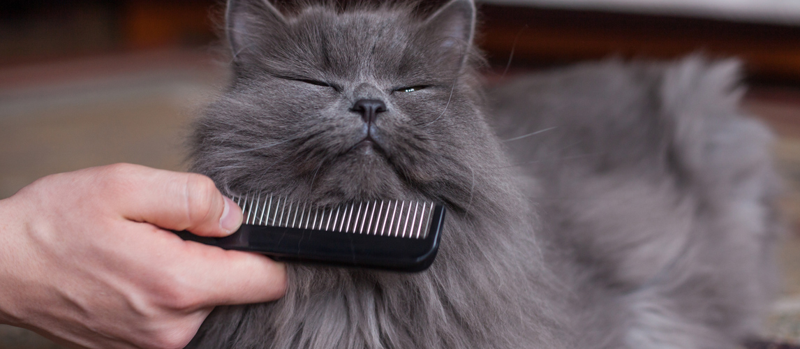 The 5 Best Nail Caps for Cats—We Tested Them All In 2024 