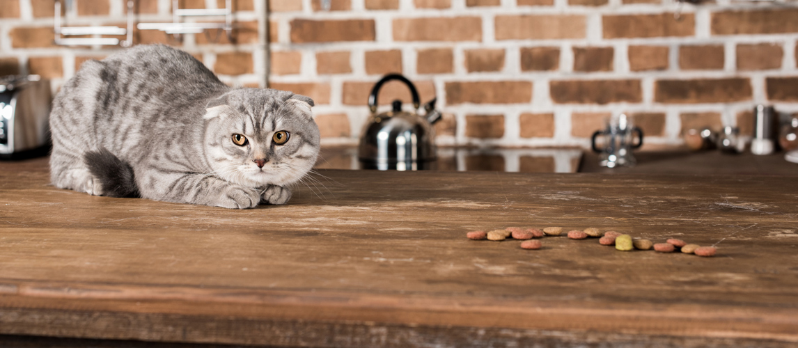 best-automatic-cat-feeder