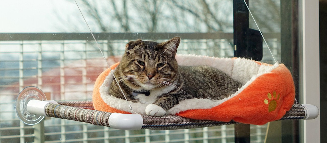 cat window perch for large cats