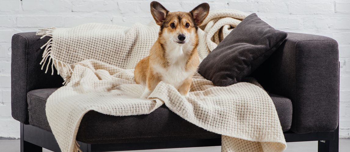 best material for dog blankets