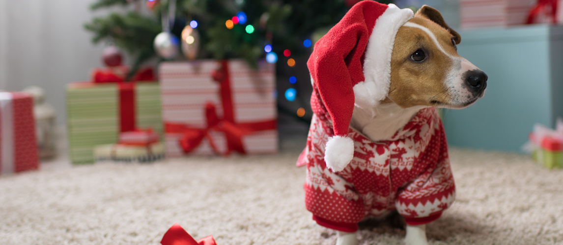 best-dog-christmas-outfit