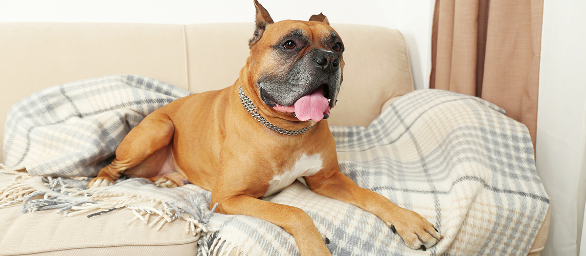 best-dog-couch-covers