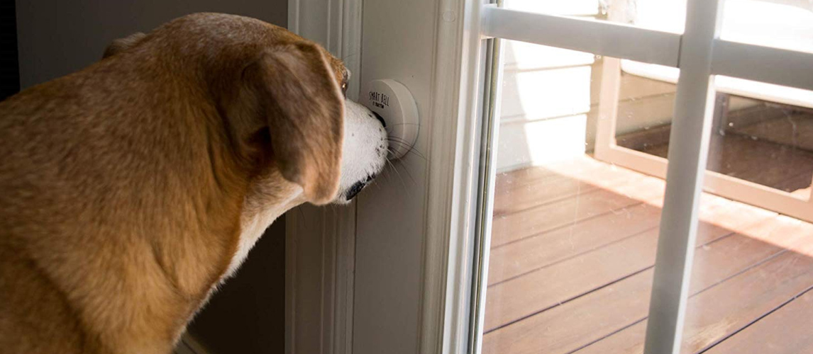 best-dog-doorbell