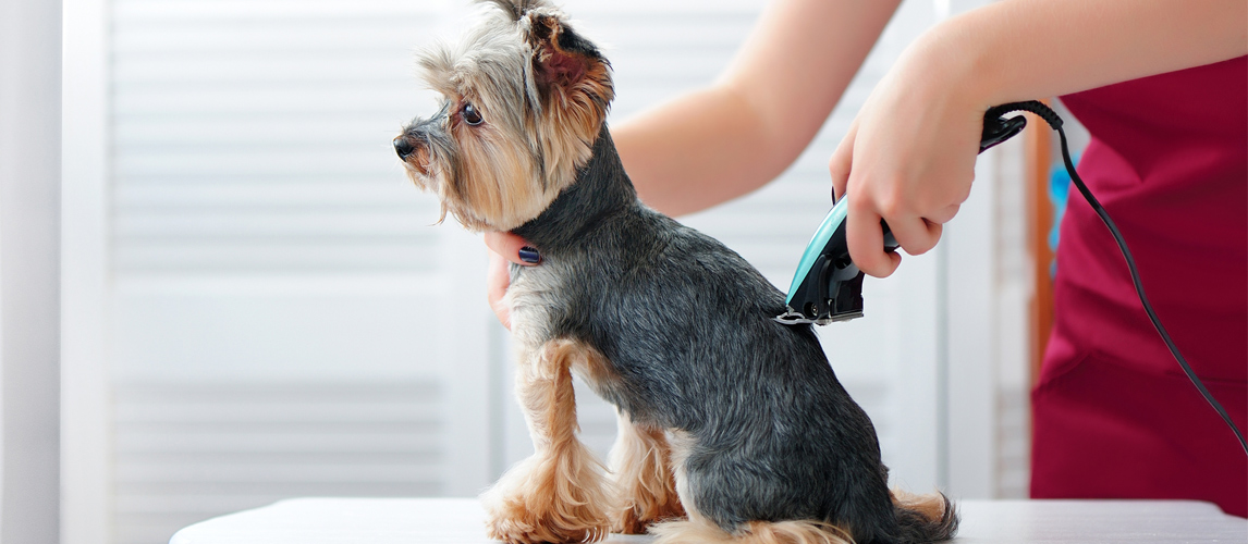 the best professional dog grooming clippers