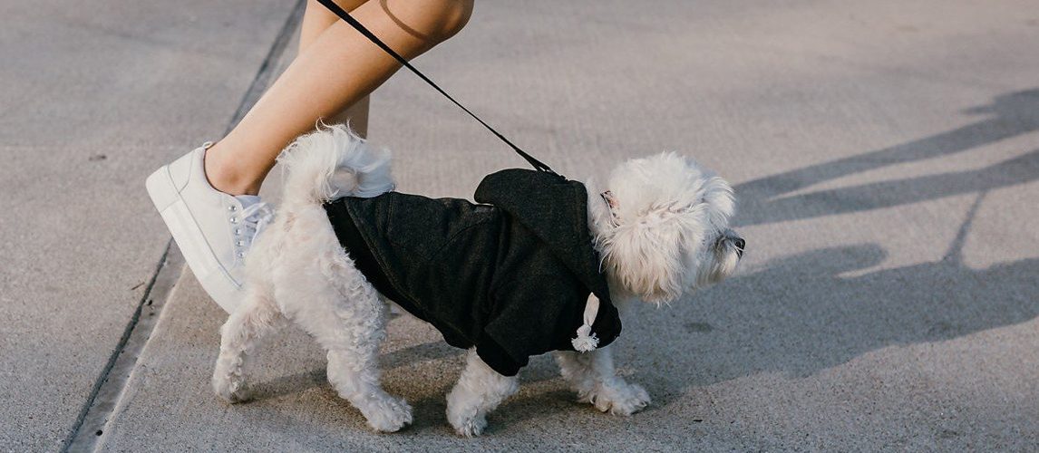 best-dog-hoodies