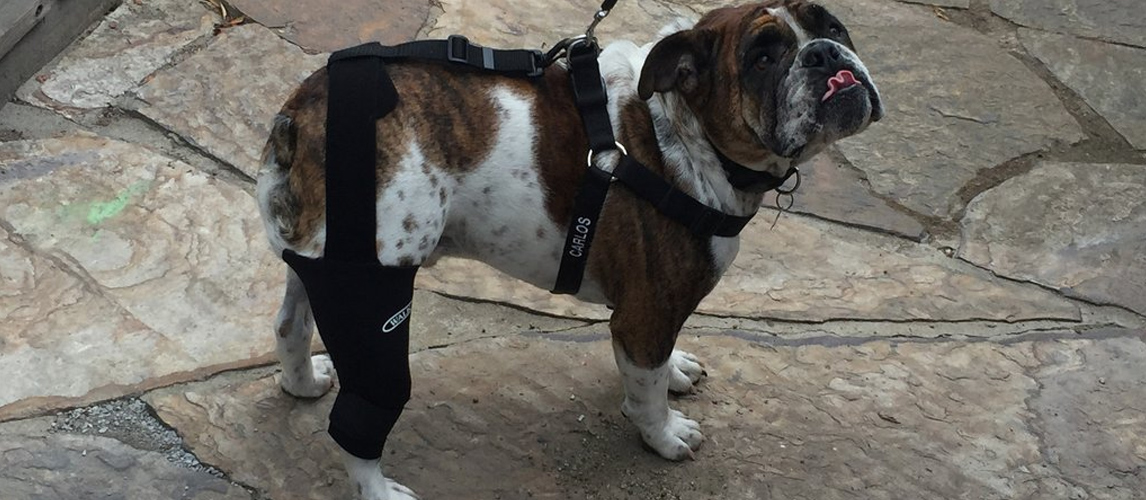 The Best Dog Knee Braces (Review) in