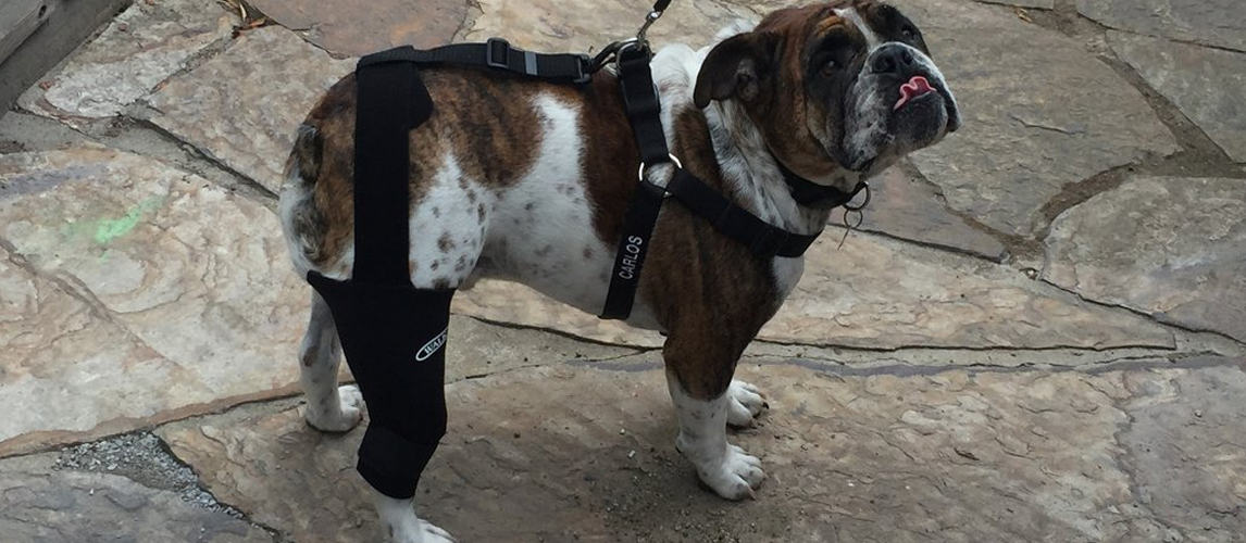 walkabout knee brace for dogs