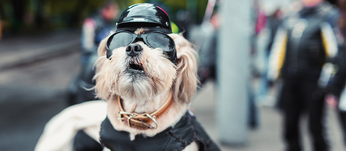 The Best Dog Motorcycle Helmets in 2022 | My Pet Needs That