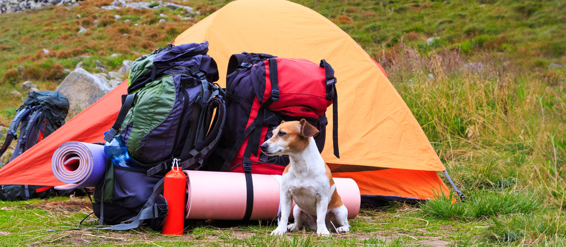 best-dog-sleeping-bag