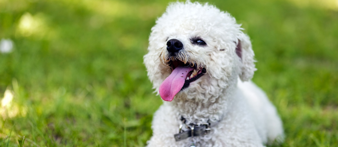 beard stain remover for dogs