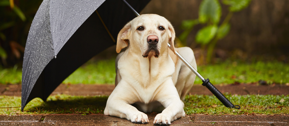 best umbrella for dog walking