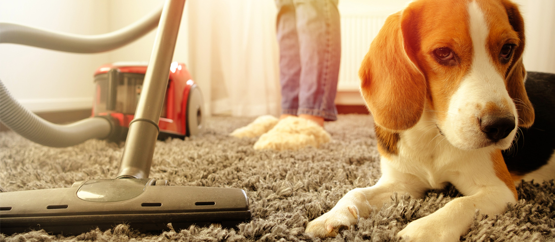 best-dog-vacuum