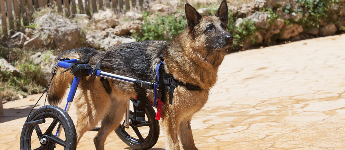 best-dog-wheelchair