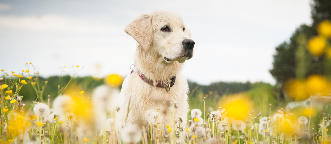 best dog wipes for allergies