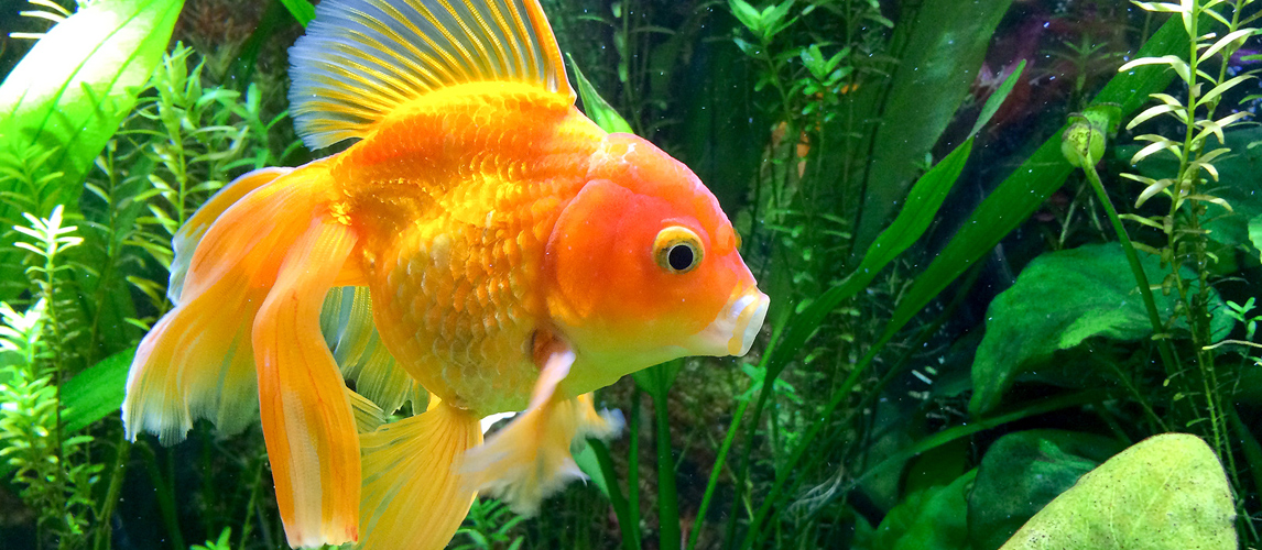 best food for fancy goldfish