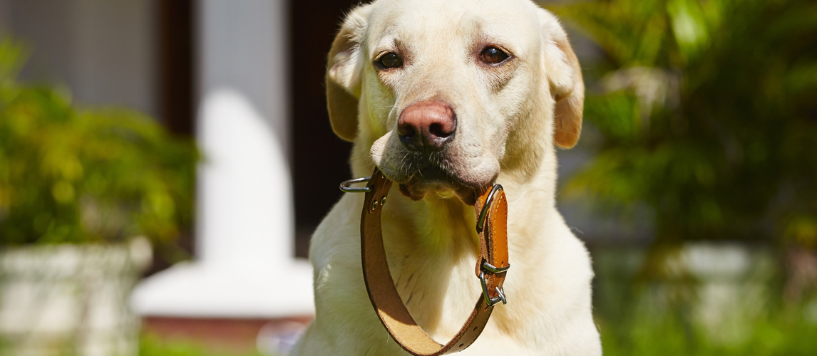 best-leather-dog-collar