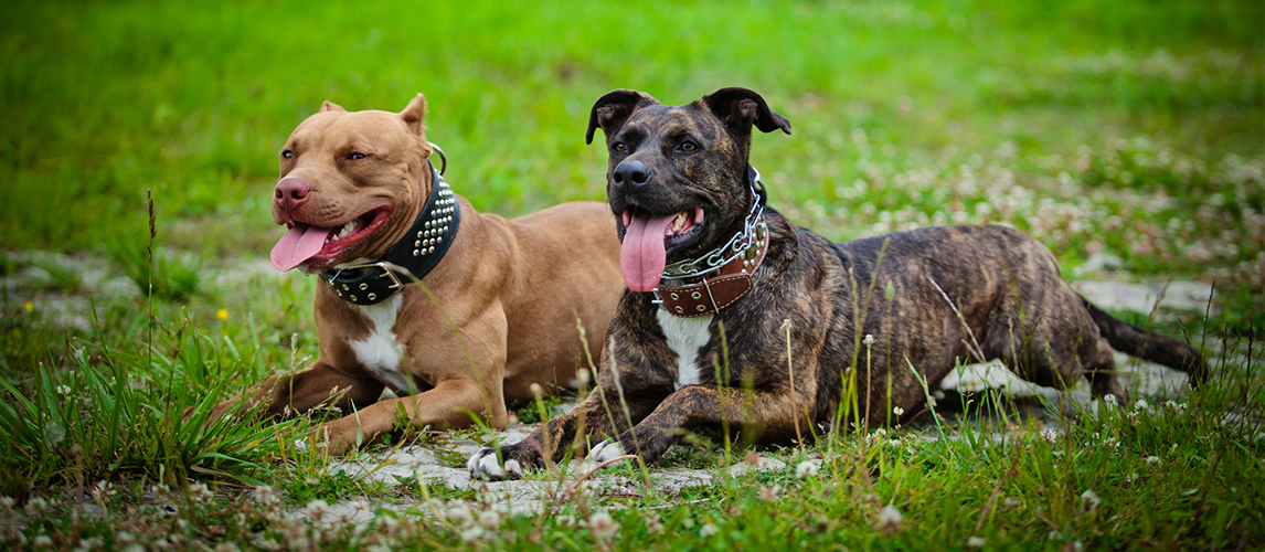 best-shampoo-for-pitbulls