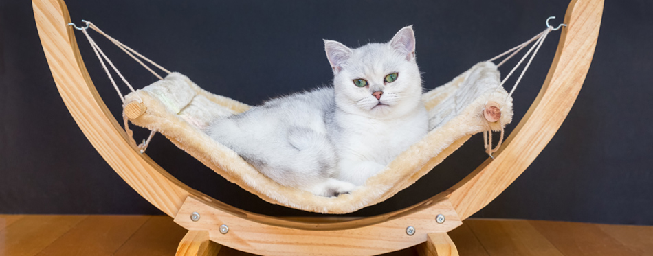 cat in a hammock