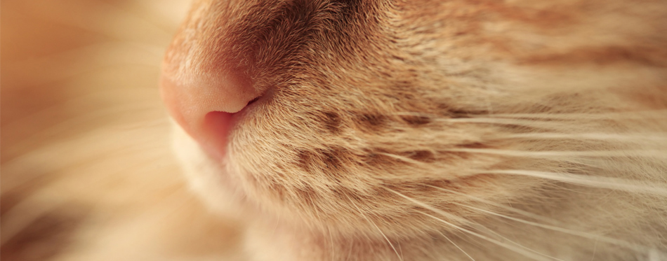 cat nose