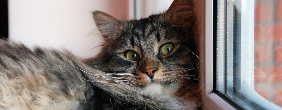 cat on a window