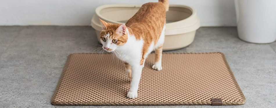 cat on litter mat