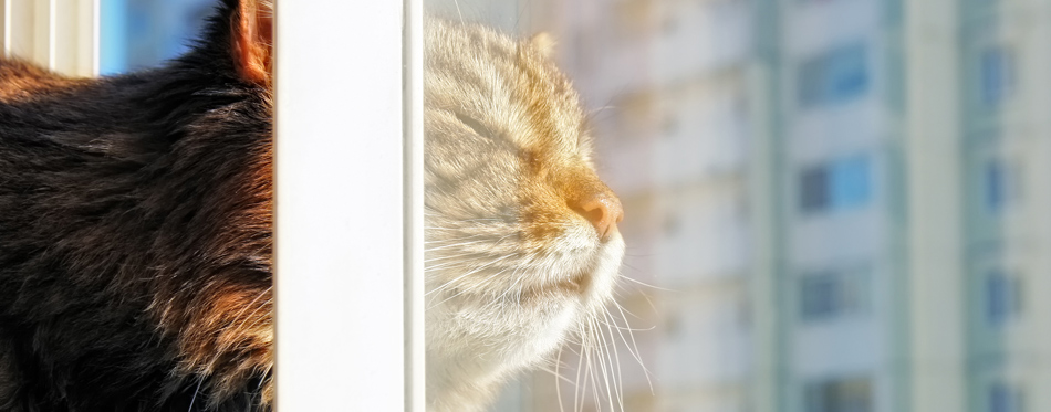 cat sitting at a window