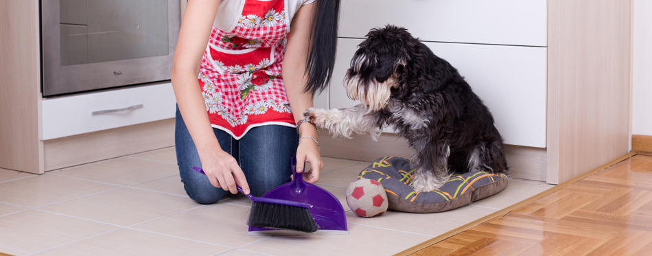 cleaning dog hair