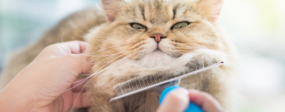 combing cat