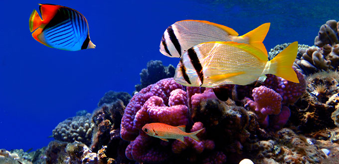 coral reef and tropical fishes