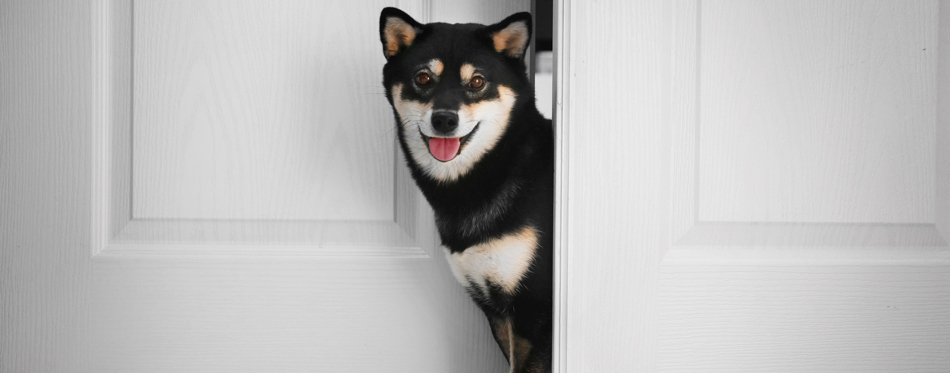 dog at the door