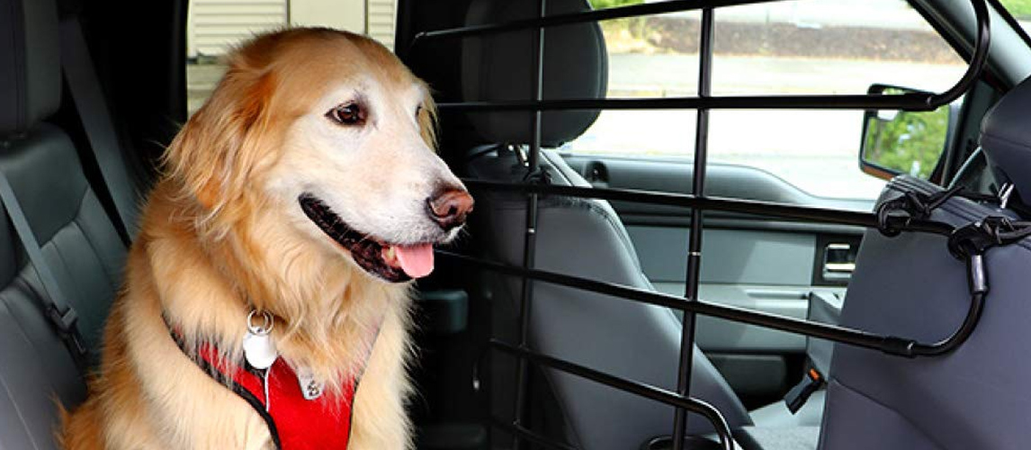 dog-car-barrier