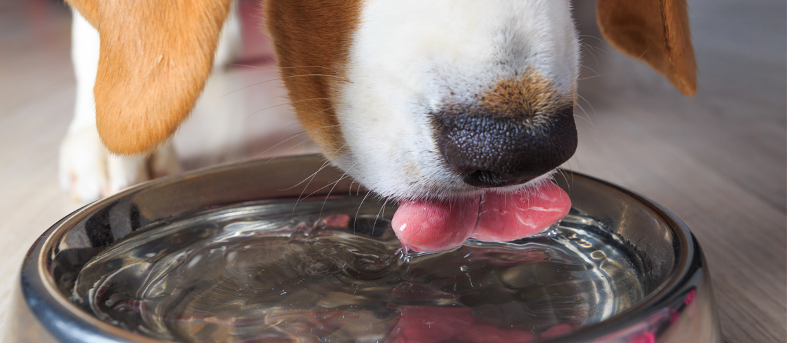 dog-drinking-water
